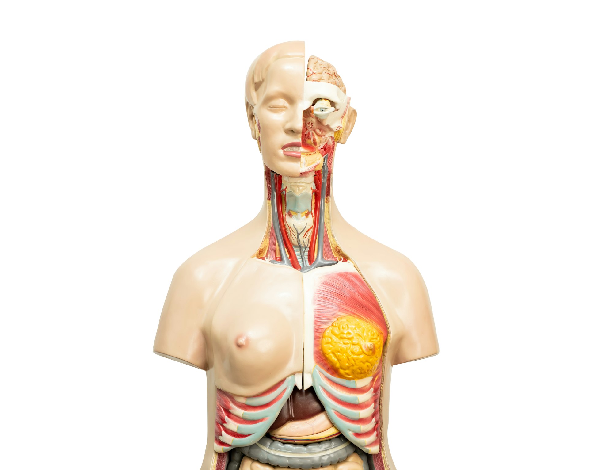 Human model anatomy for medical training course, teaching medicine education